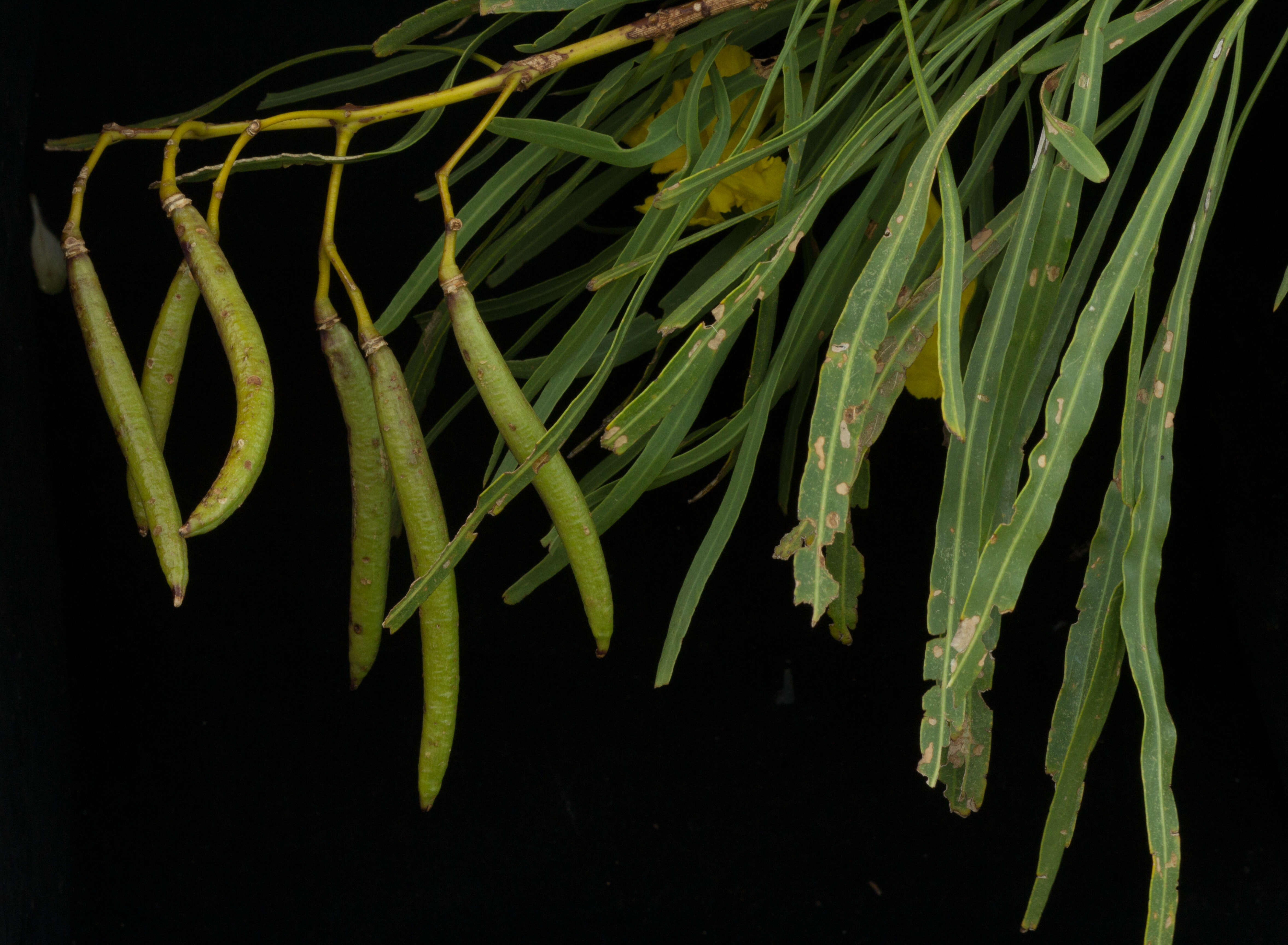 Image of Astianthus