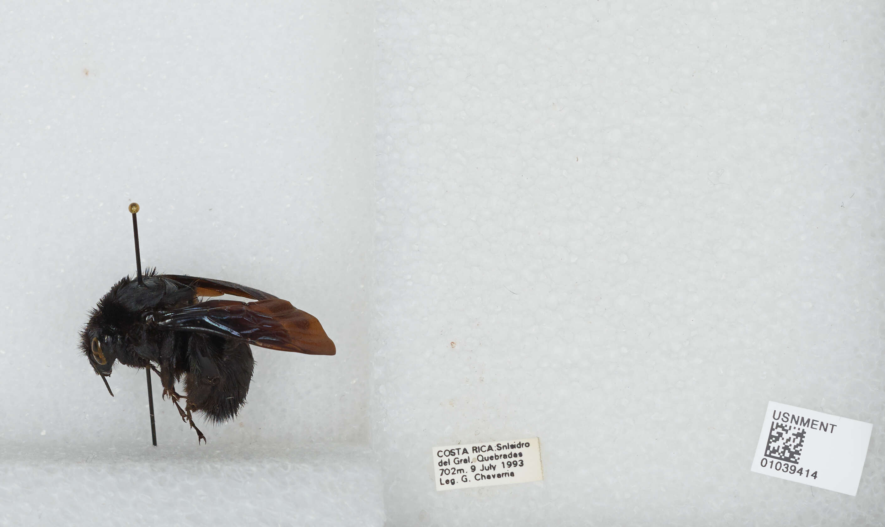 Image of Bombus pullatus Franklin 1913