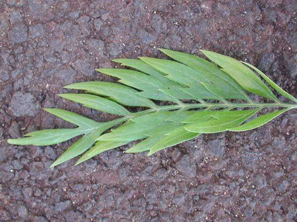 Imagem de Grevillea robusta A. Cunn. ex R. Br.