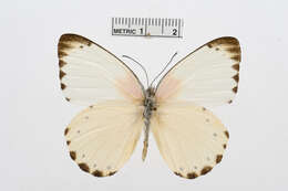 Слика од Belenois thysa (Hopffer 1855)