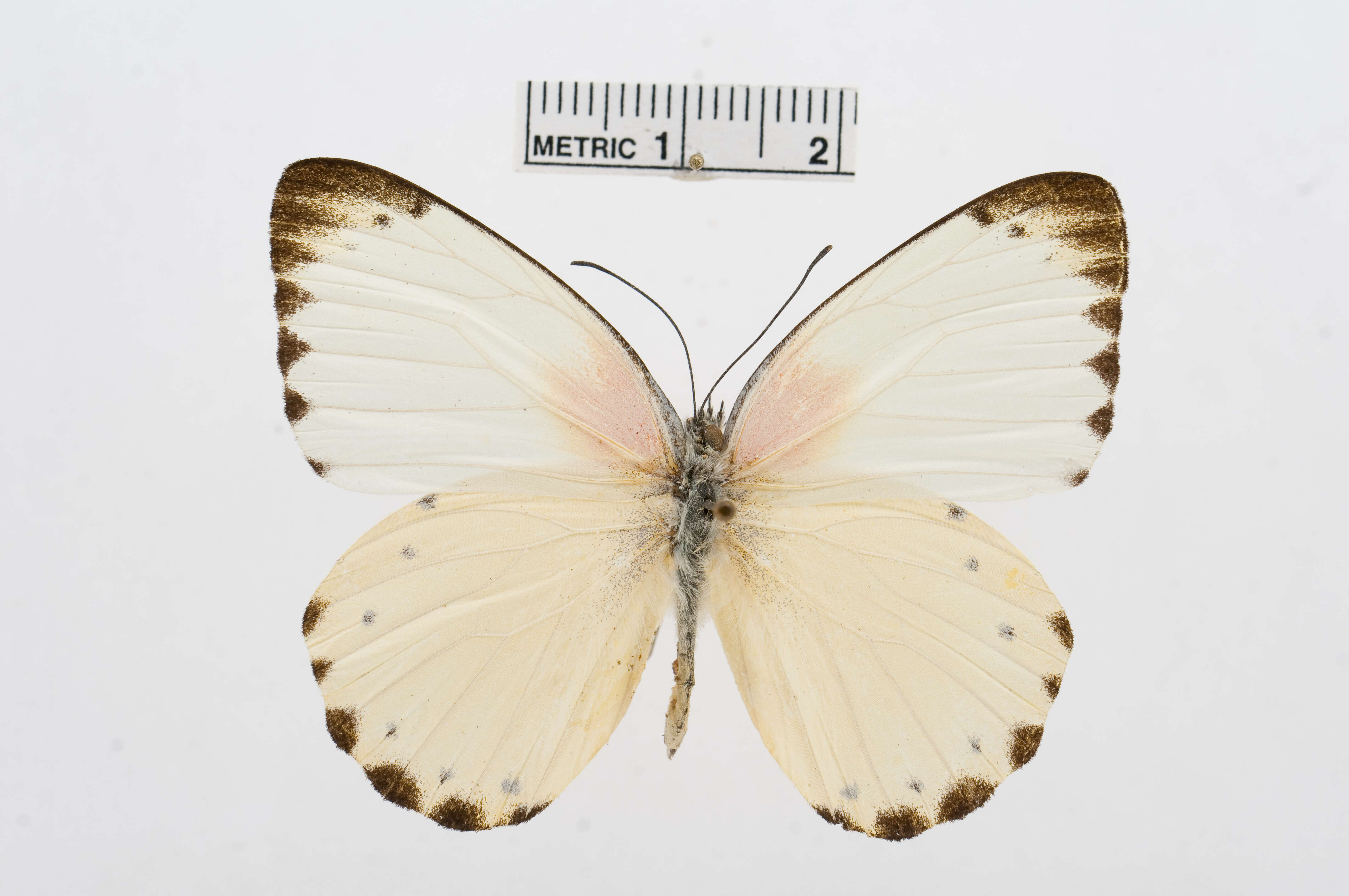 Слика од Belenois thysa (Hopffer 1855)