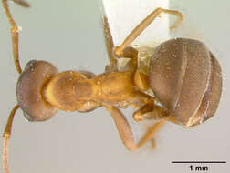 Image of Adams' Mound Ant