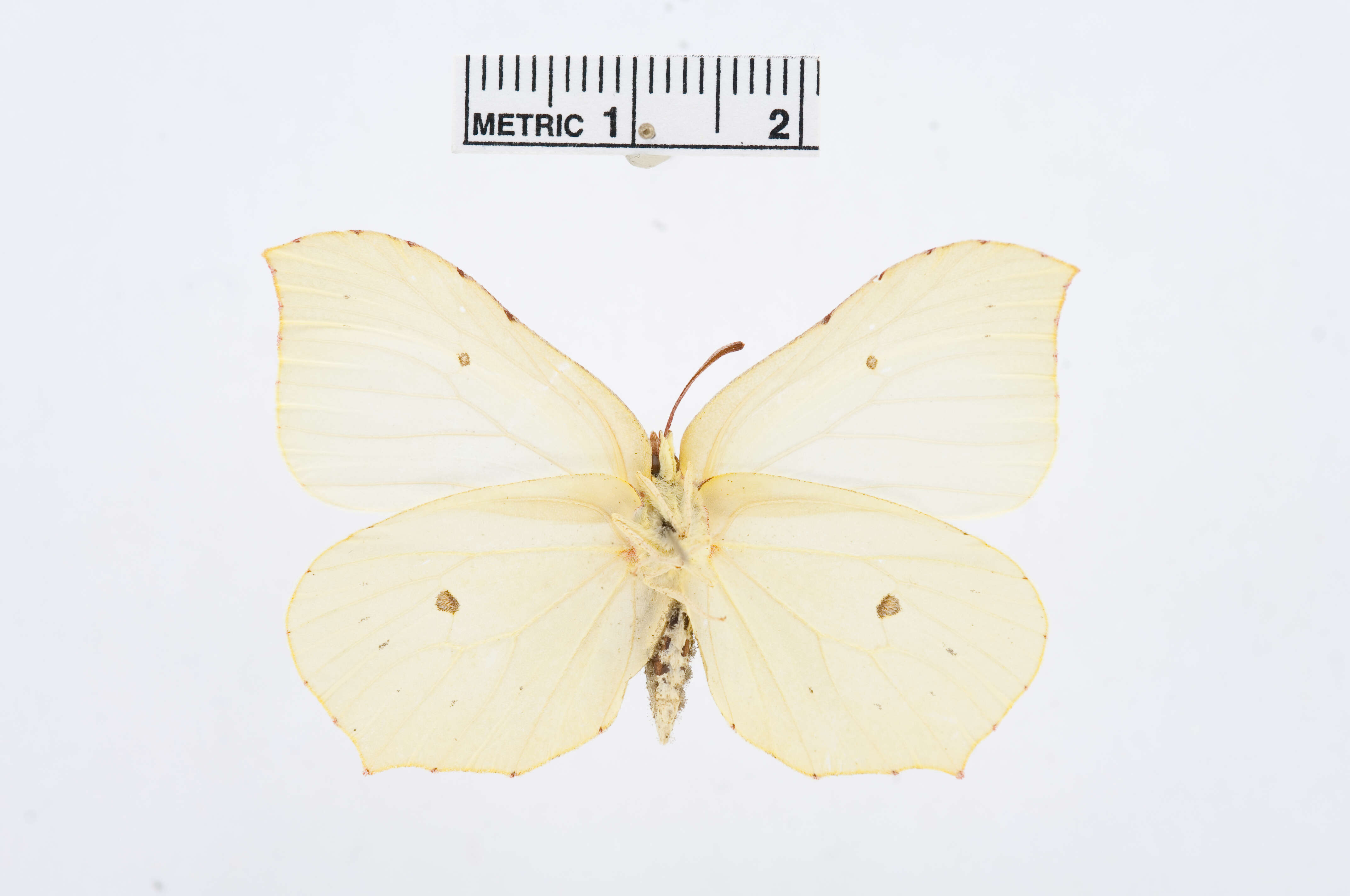 Imagem de Gonepteryx rhamni (Linnaeus 1758)