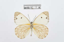 Image of Belenois victoria Dixey 1915