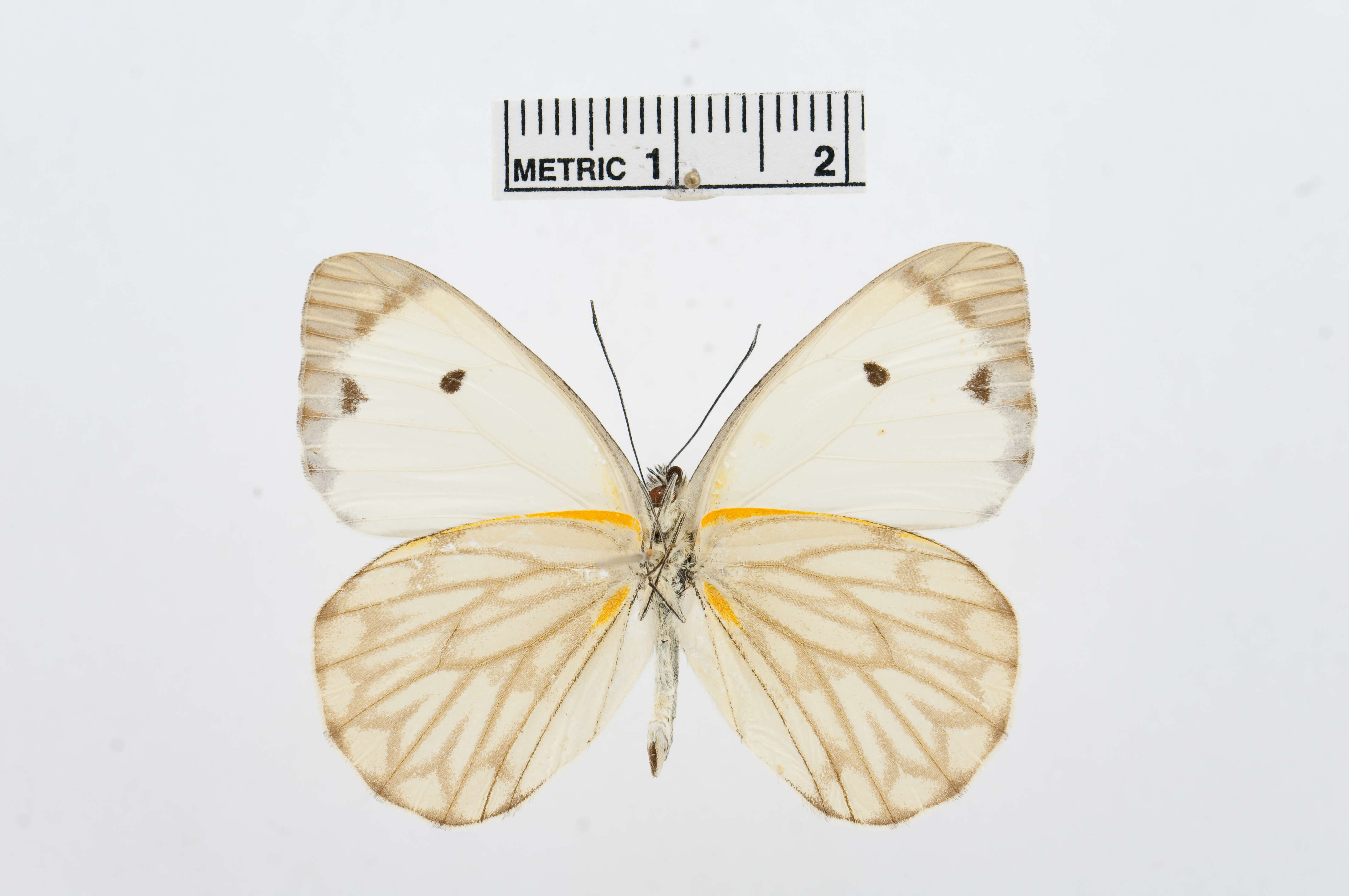 Image of Belenois victoria Dixey 1915