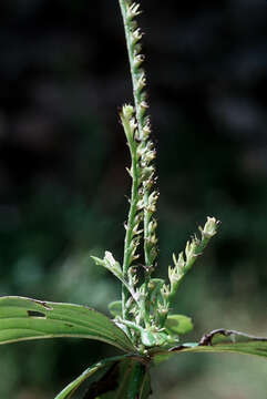 Imagem de Spigelia anthelmia L.