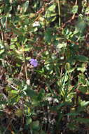 Image of Thick-Leaf Water-Willow