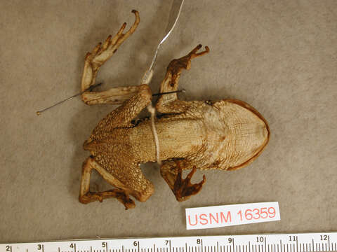 Image of Concepcion Toad