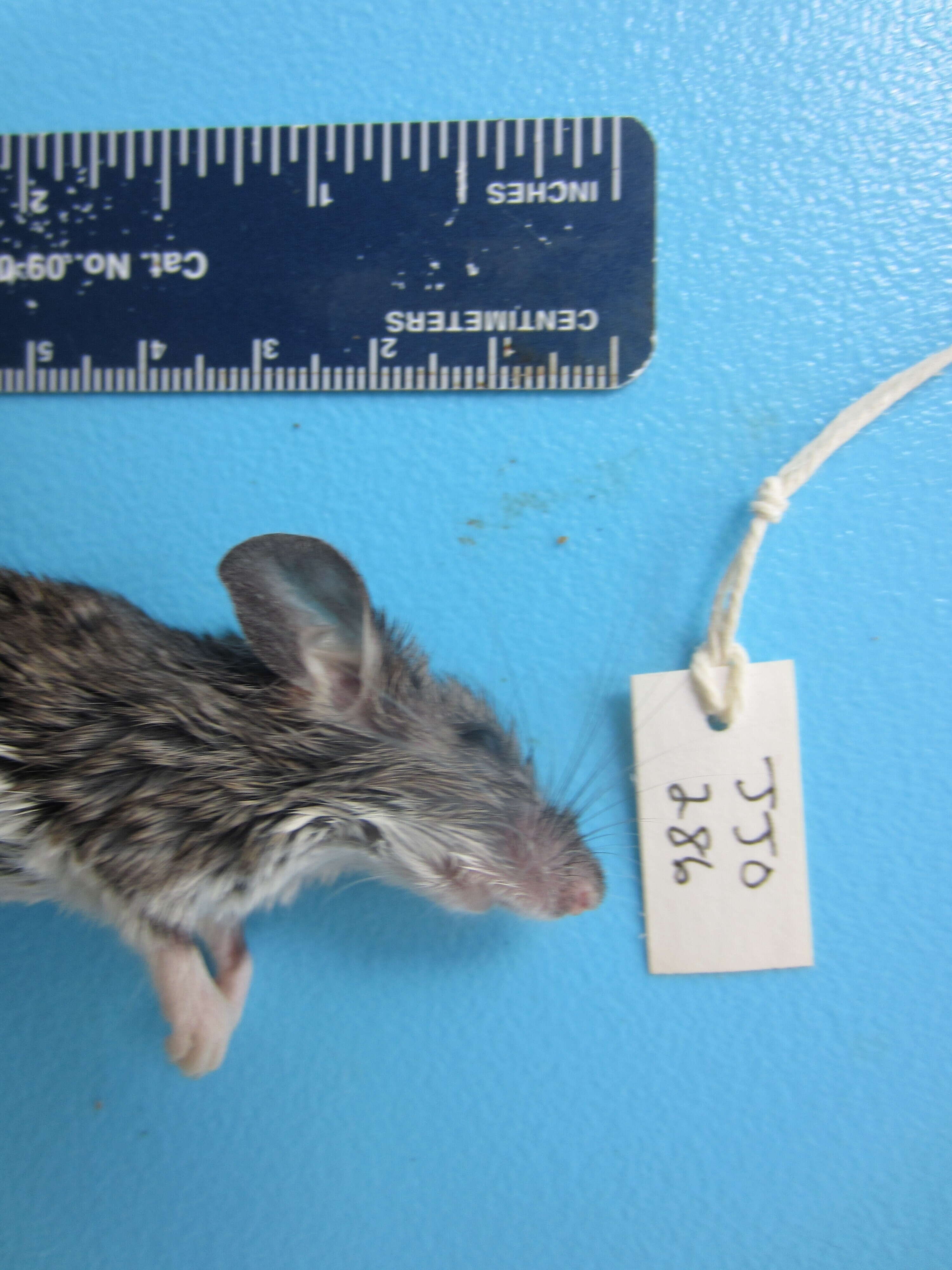 Image of White-footed Deermouse