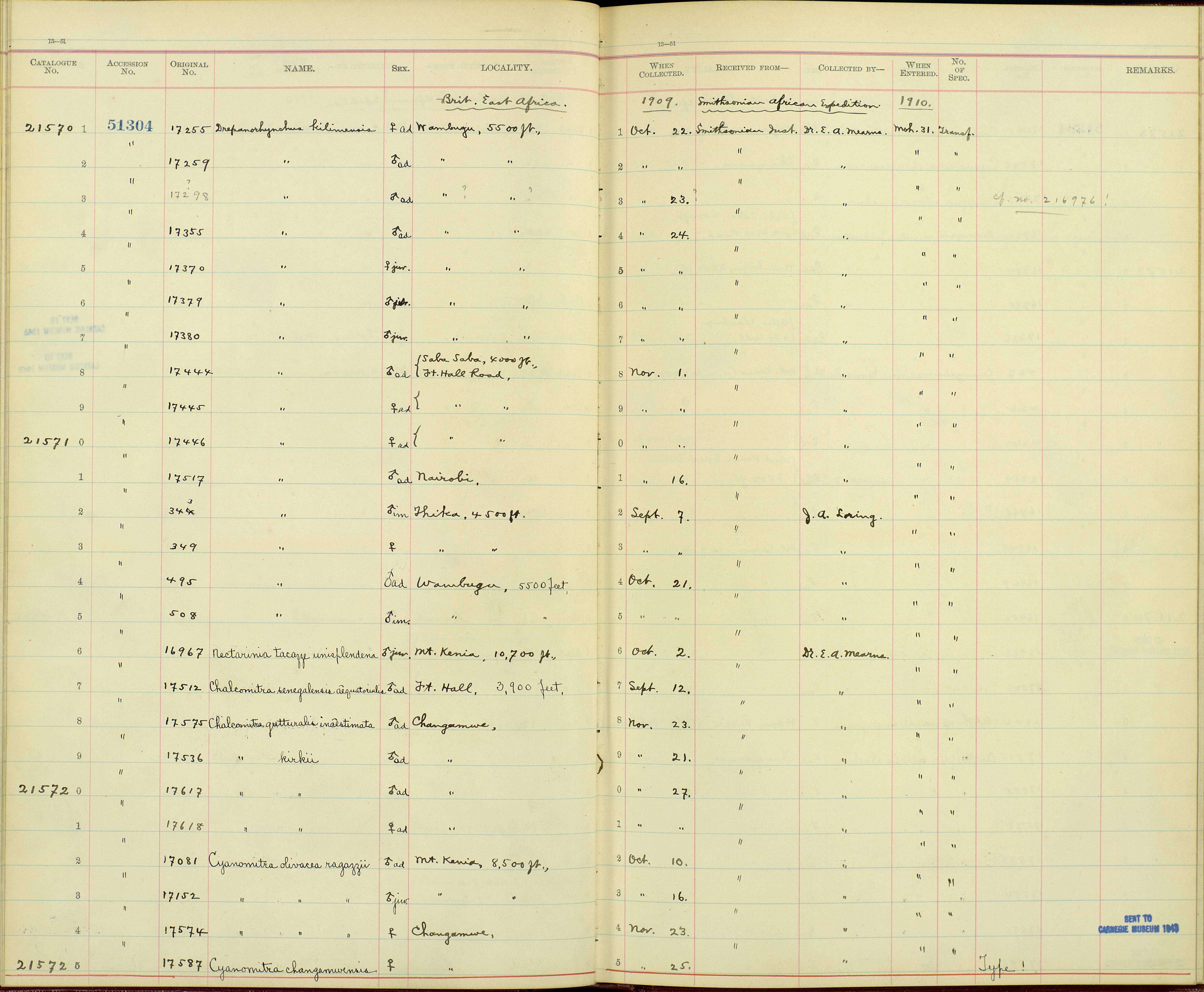 Nectarinia kilimensis kilimensis Shelley 1885的圖片