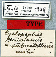 Image of Cyclopeplus peruvianus Tippmann 1939