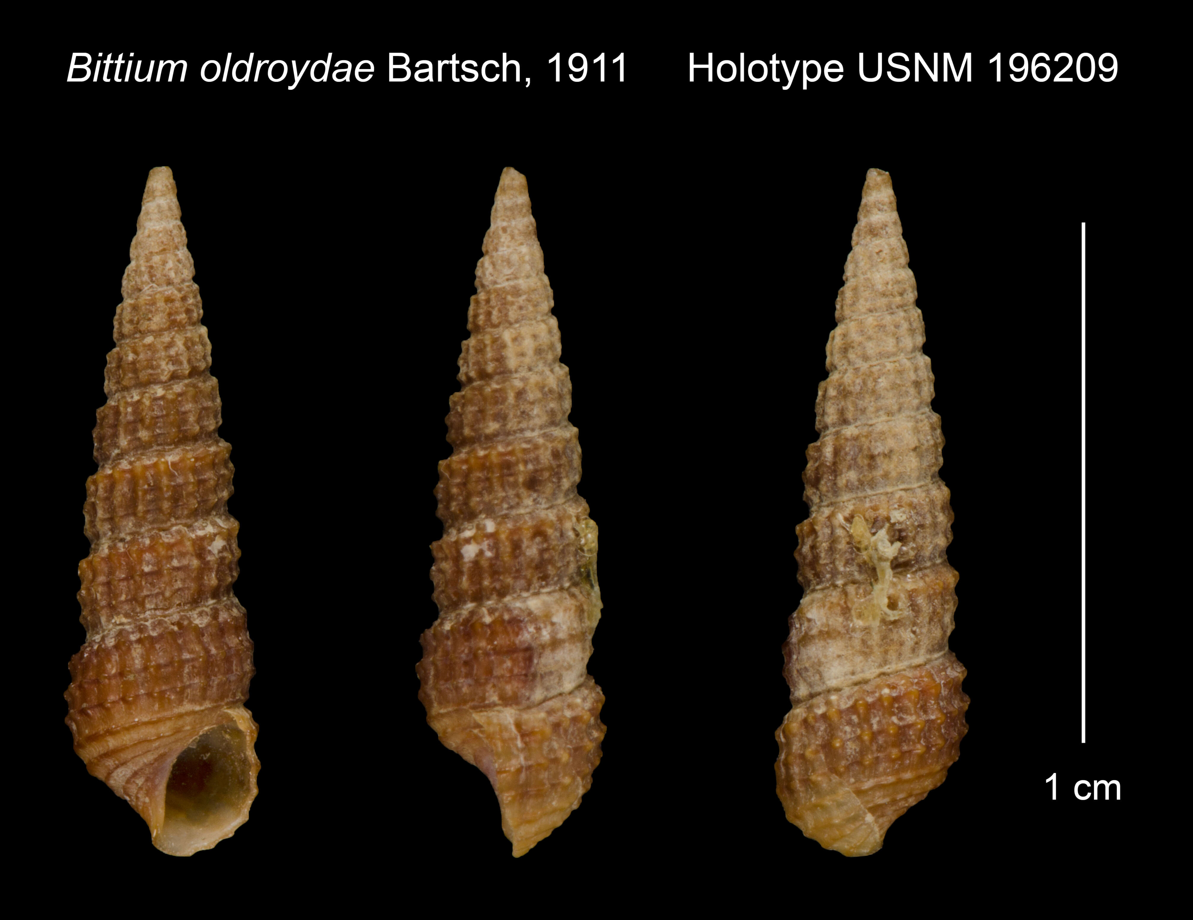 Image of Lirobittium oldroydae (Bartsch 1911)