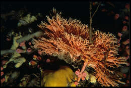 Image of Stylaster tenisonwoodsi Cairns 1988