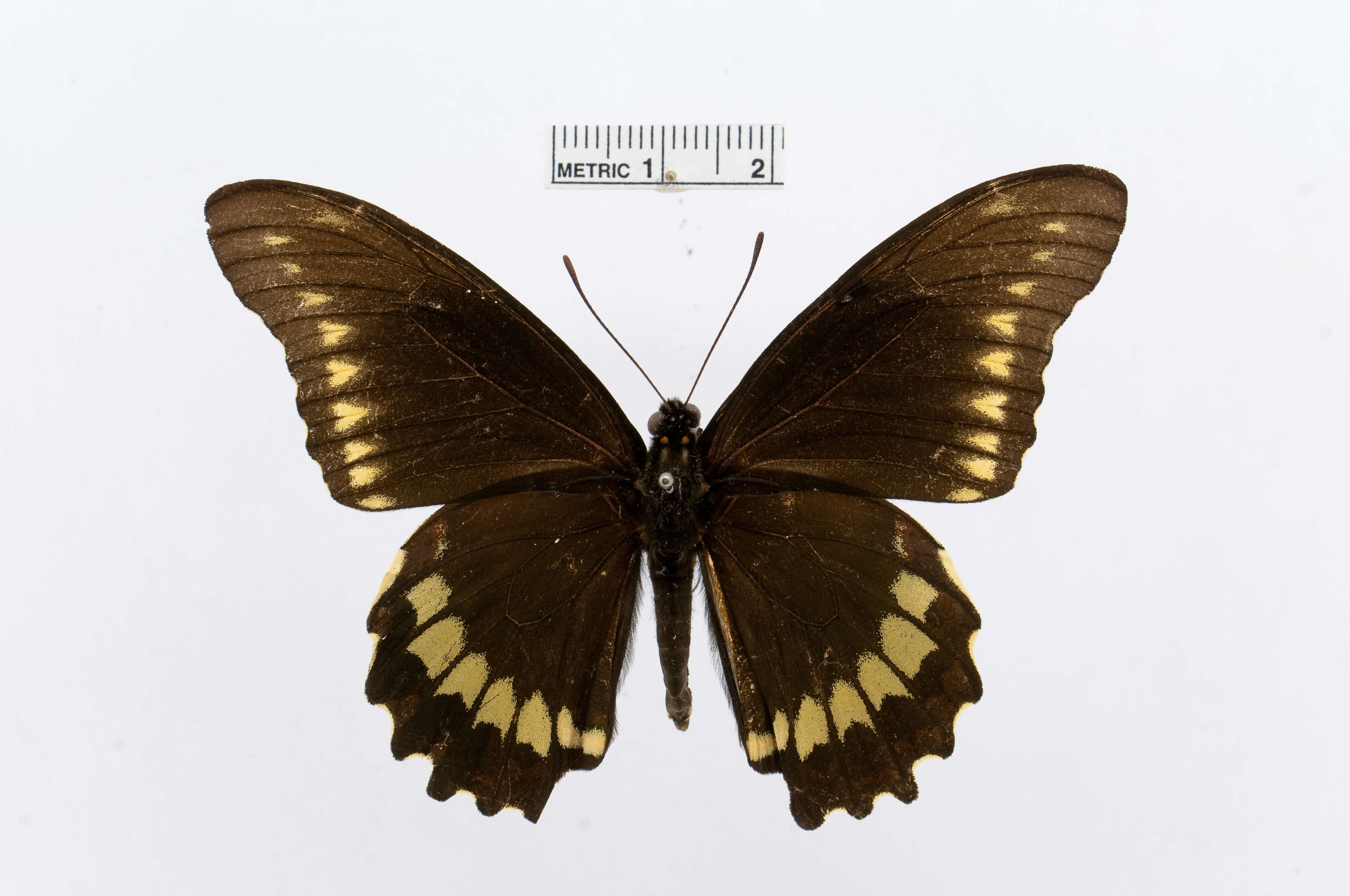 Image of Gold Rim Swallowtail