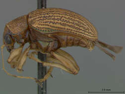 صورة Colaspis Fabricius 1801