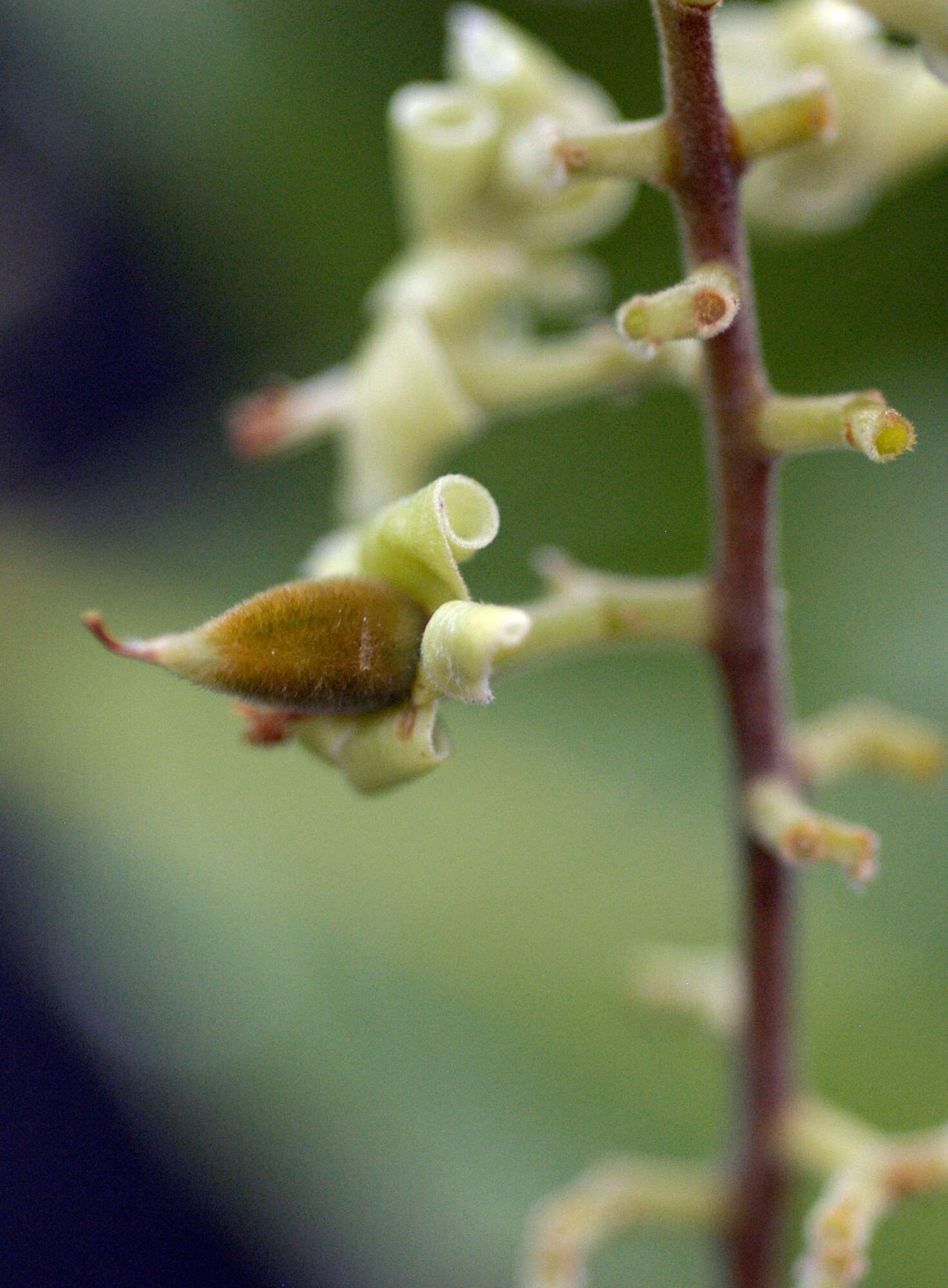 Image of Trigonia spruceana Benth. ex Warm.