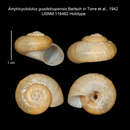 Image of <i>Amphicyclotulus guadeloupensis</i>