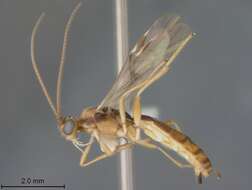 Image of Aleiodes palmatoides Marsh & Shaw 2003