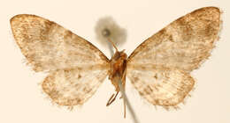 Image of Eupithecia turpicula Schaus 1913