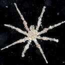 صورة Tanystylum orbiculare Wilson 1878