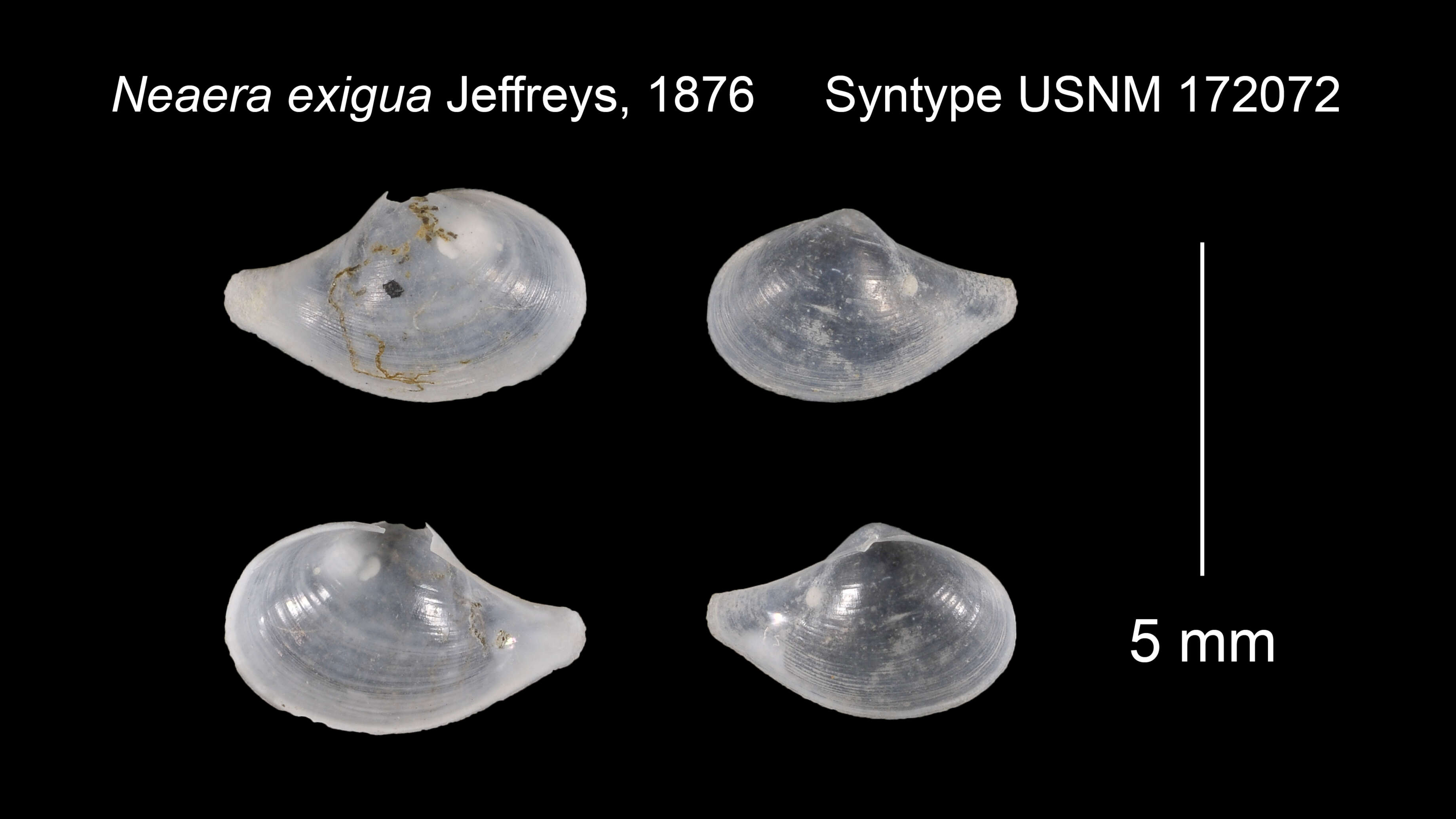 Image of Cuspidaria exigua (Jeffreys 1876)