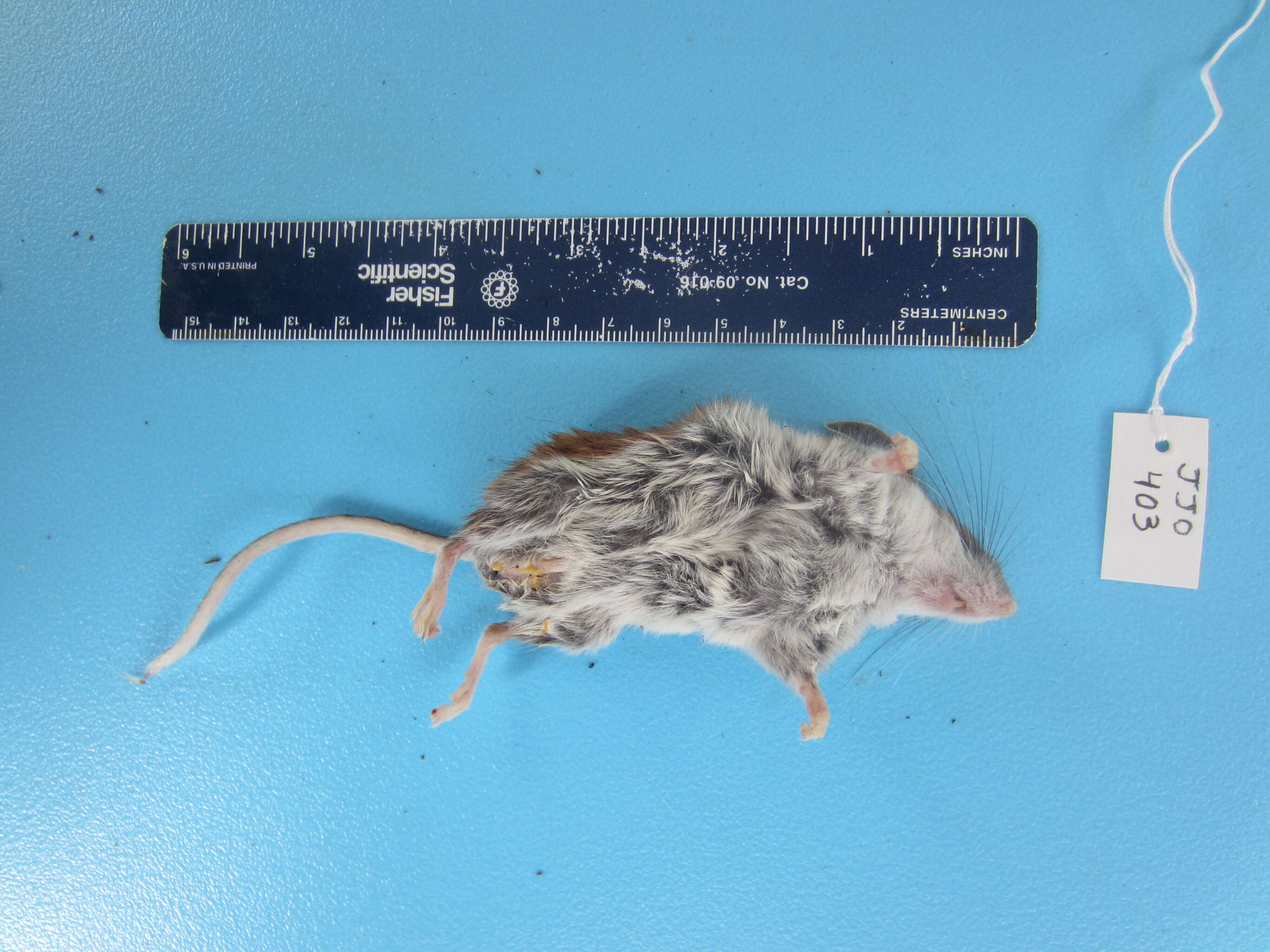 Image de Peromyscus maniculatus (Wagner 1845)