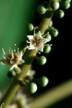 Image of tropical-almond