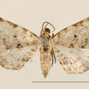 Image of Eupithecia pupila Dognin 1899