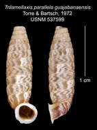 <i>Trilamellaxis parallela guajabanaensis</i> Torre & Bartsch resmi