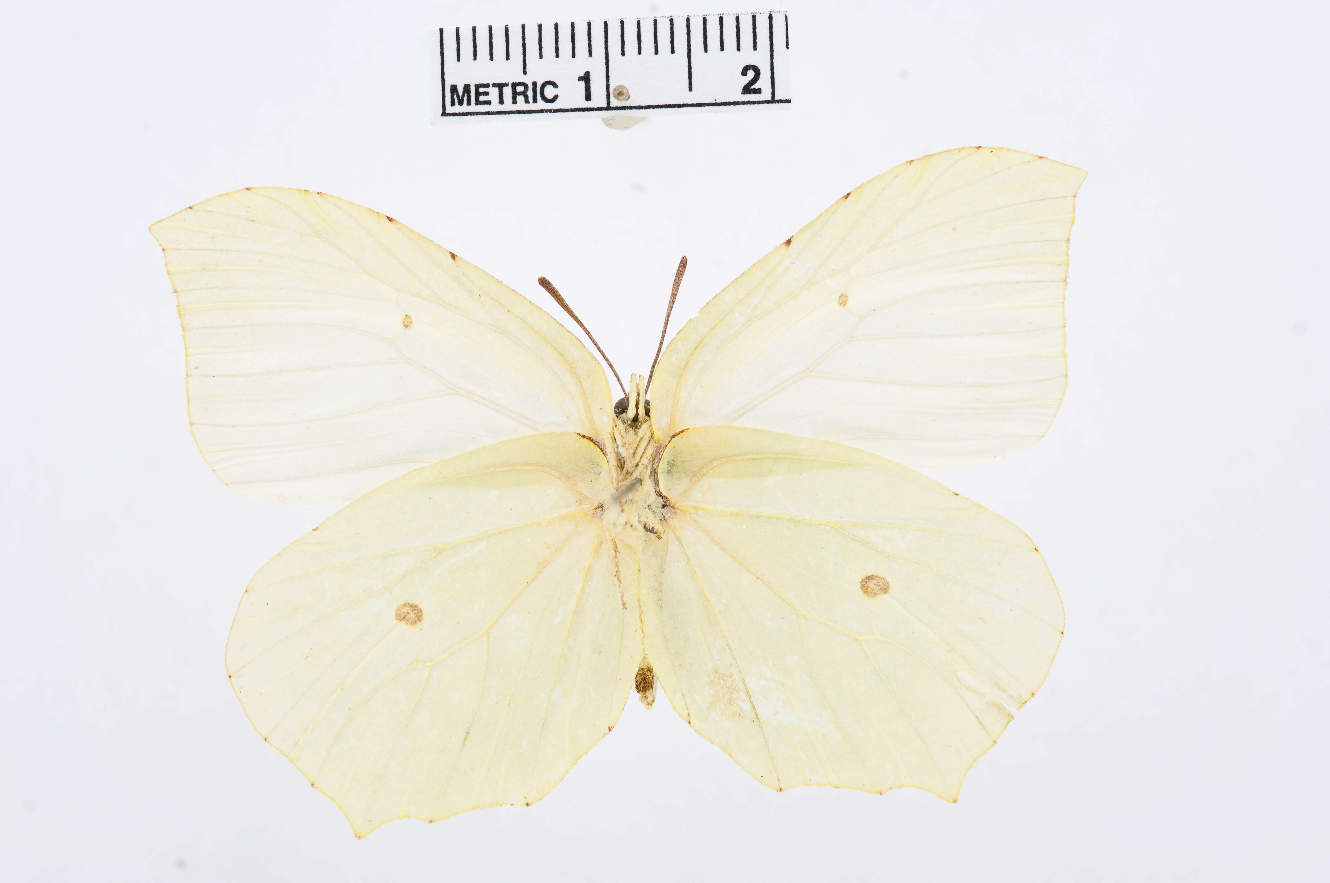 Image of Gonepteryx farinosa (Zeller 1847)