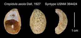 Image of Crepidula aeola Dall 1927