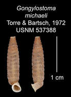 Imagem de Gongylostoma michaeli C. Torre & Bartsch 1972