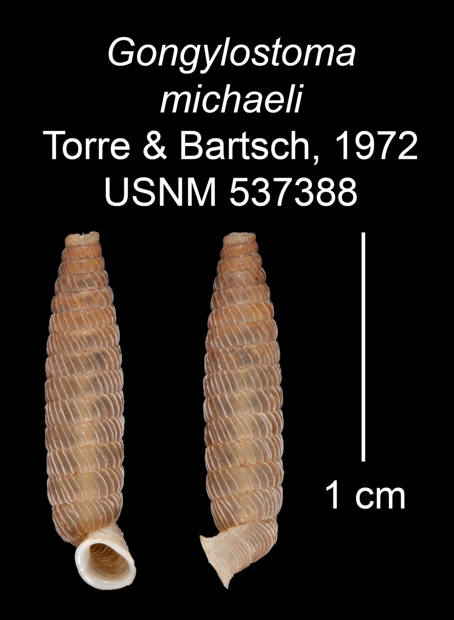 Imagem de Gongylostoma michaeli C. Torre & Bartsch 1972