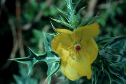 Image of Mexican pricklypoppy