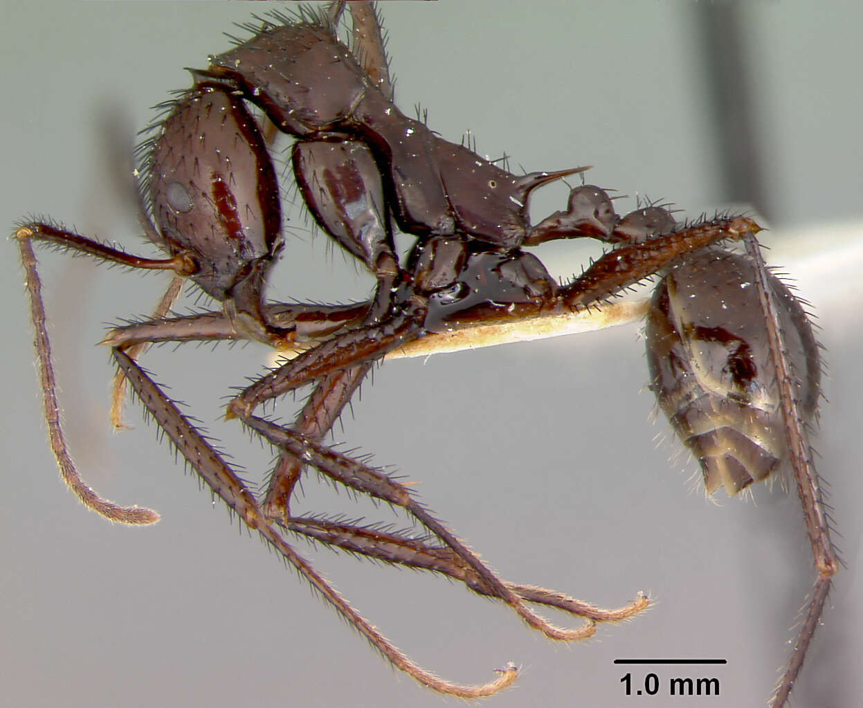 Image of Aphaenogaster lustrans Smith 1961