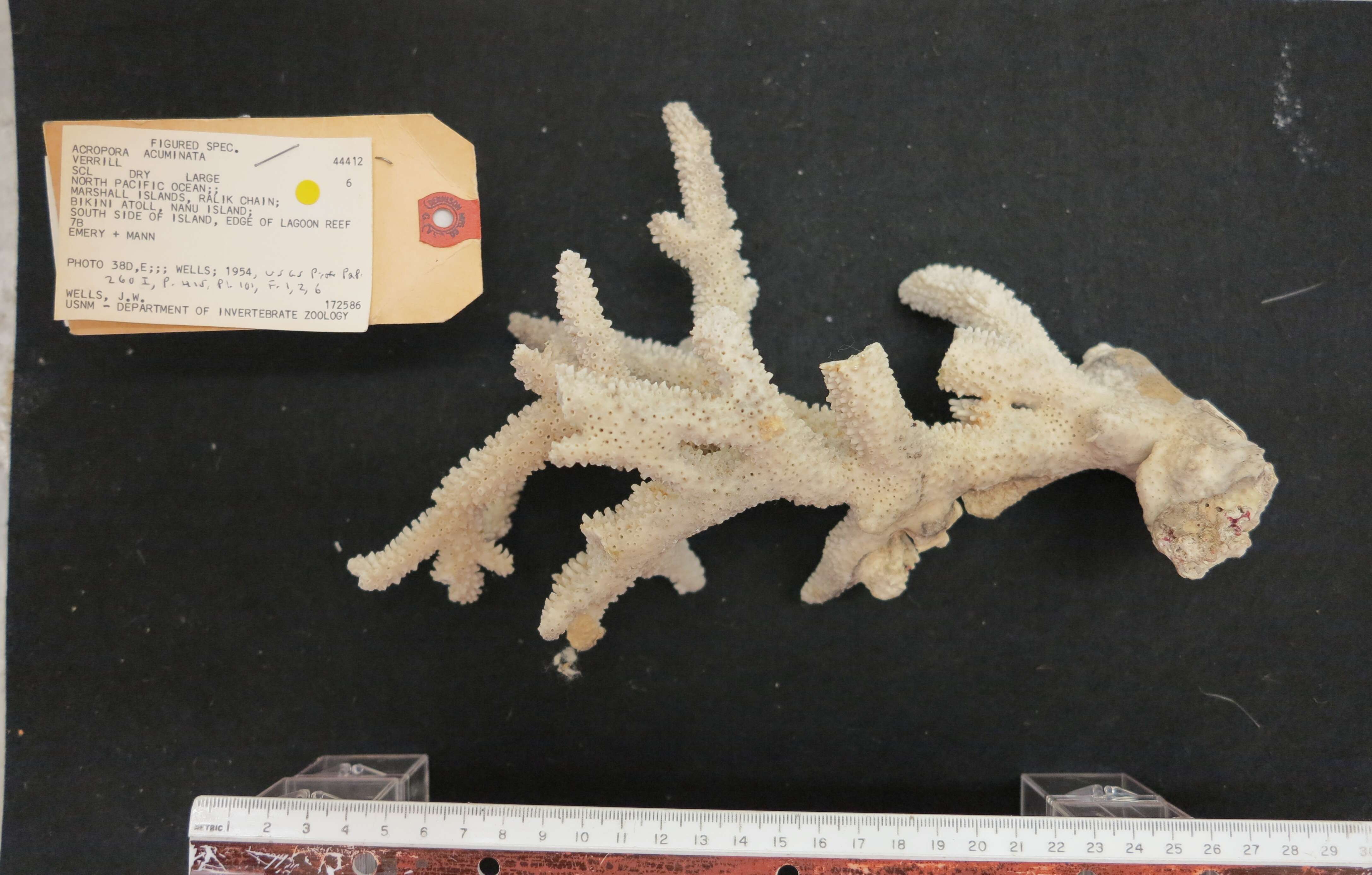Image of Staghorn coral