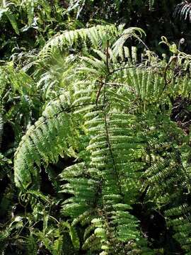 Image of Scrambling Fern