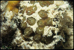 Image of Golfball Coral