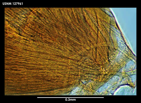 Image of Vargula subantarctica Kornicker 1975