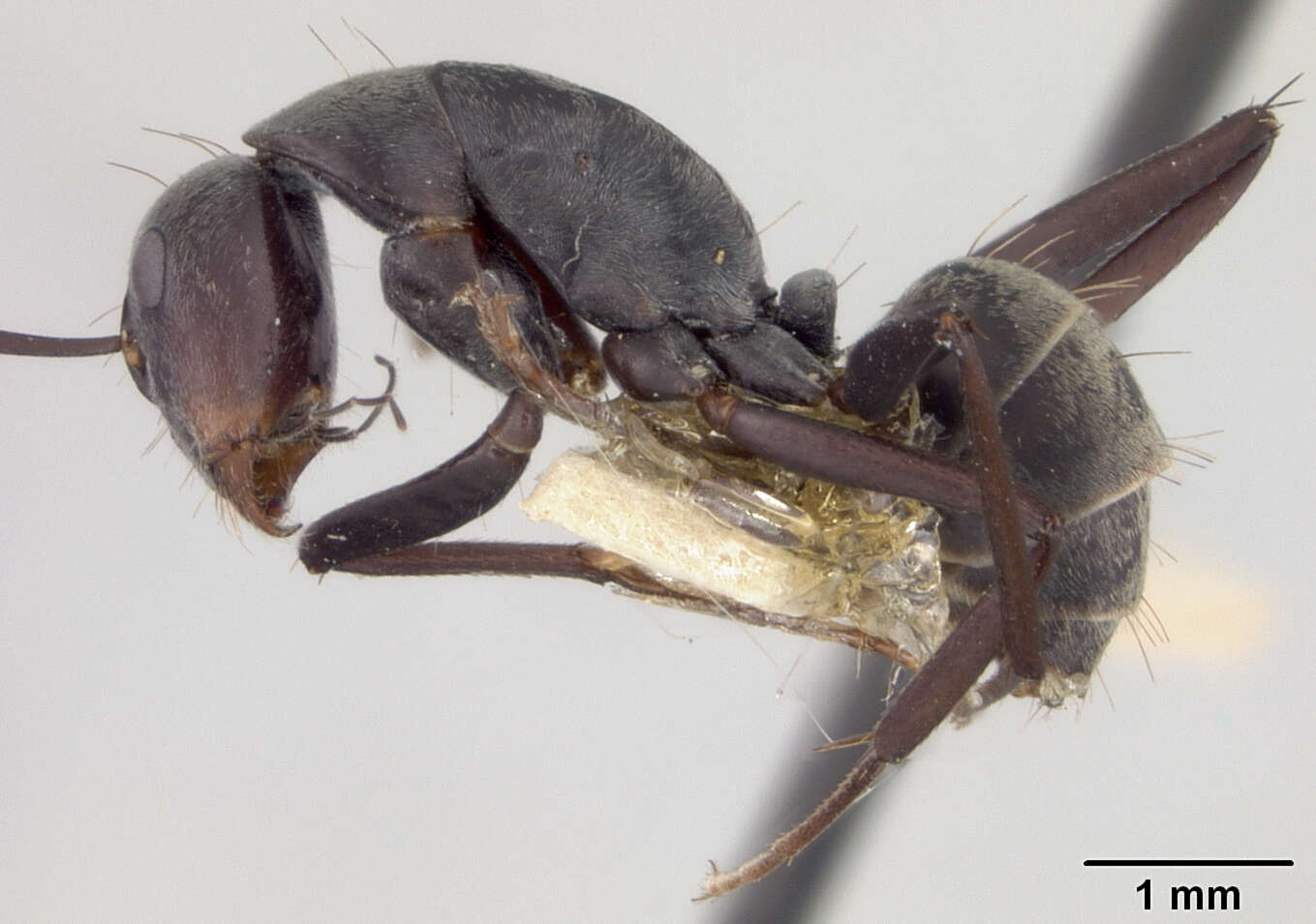 Plancia ëd Camponotus rufoglaucus syphax Wheeler 1922