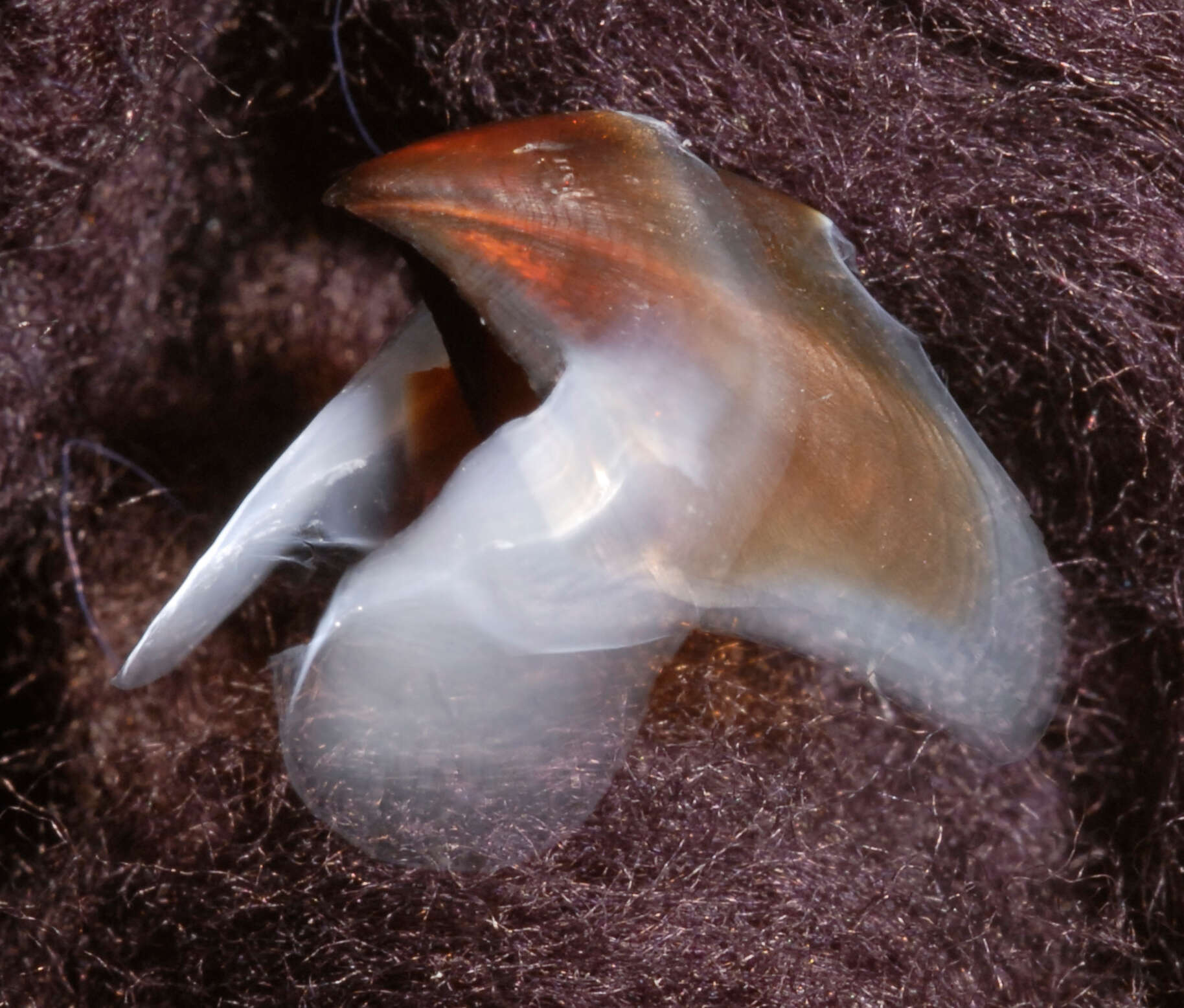 Image de Neoteuthis thielei Naef 1921