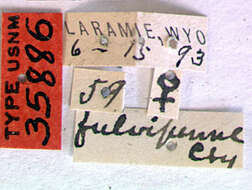 Image of Asemum fulvipenne Casey 1912