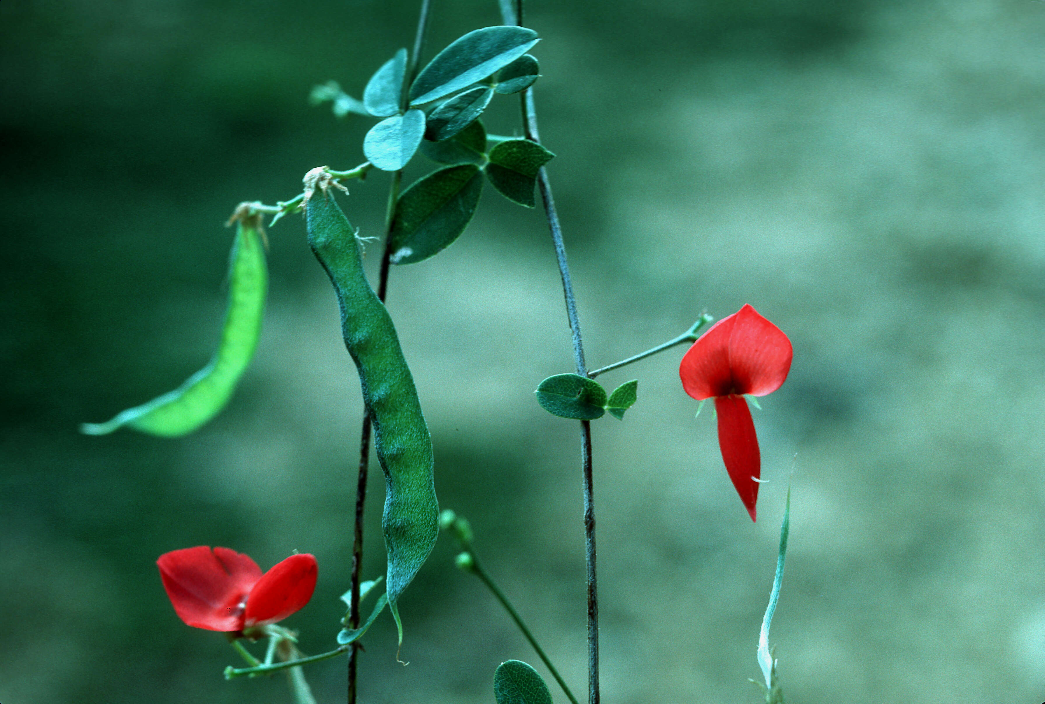 Image of Eggers' milkpea