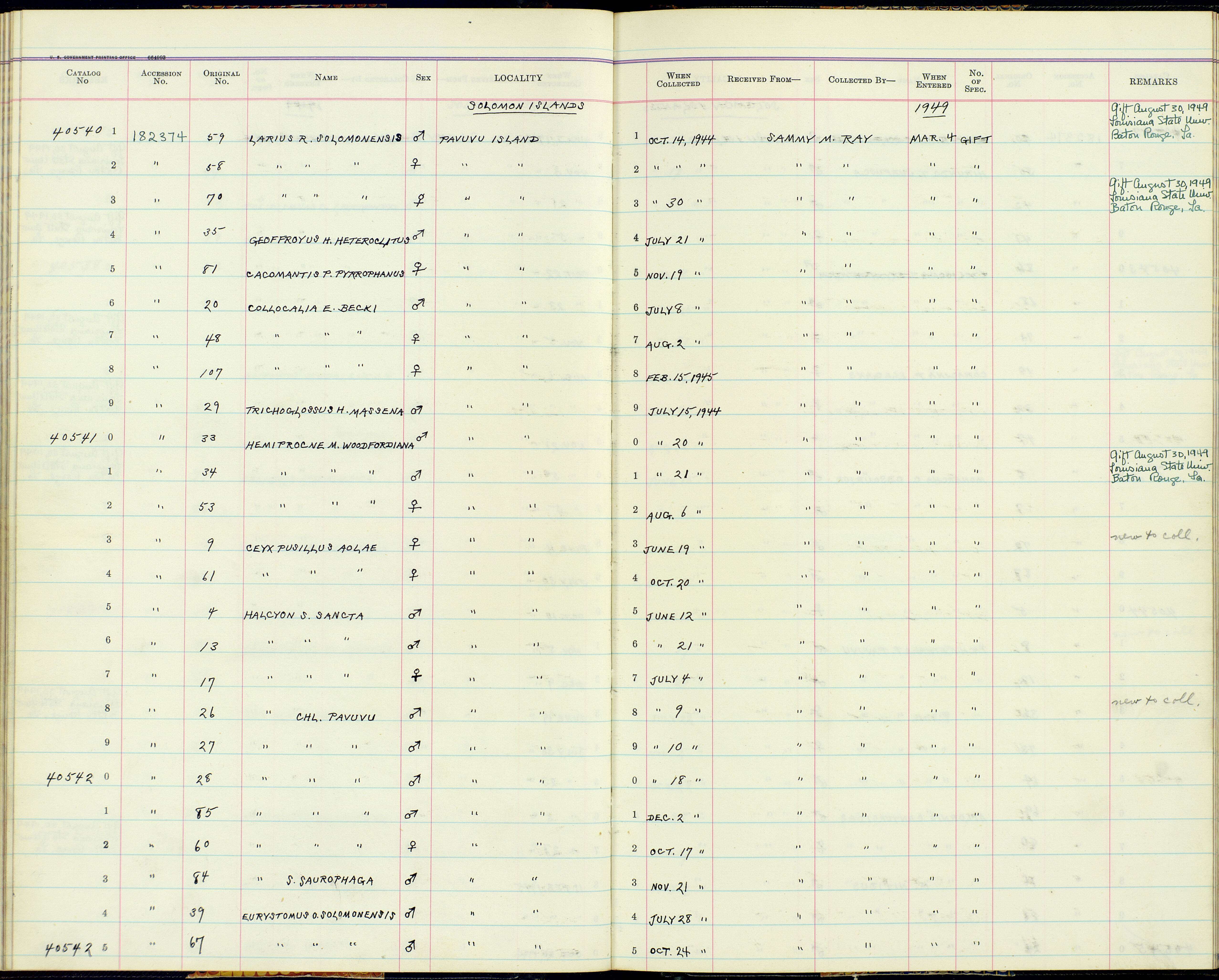 Sivun Halcyon chloris pavuvu Mayr 1935 kuva