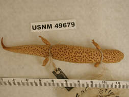 Image of Red Salamander