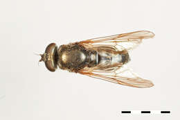 Image of Chalcosyrphus dubius (Shannon 1926)