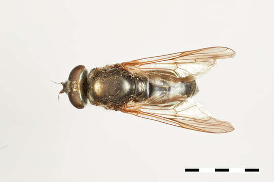 Image of Chalcosyrphus dubius (Shannon 1926)