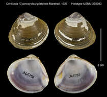 Image of Corbicula (Cyanocyclas) platensis Marshall