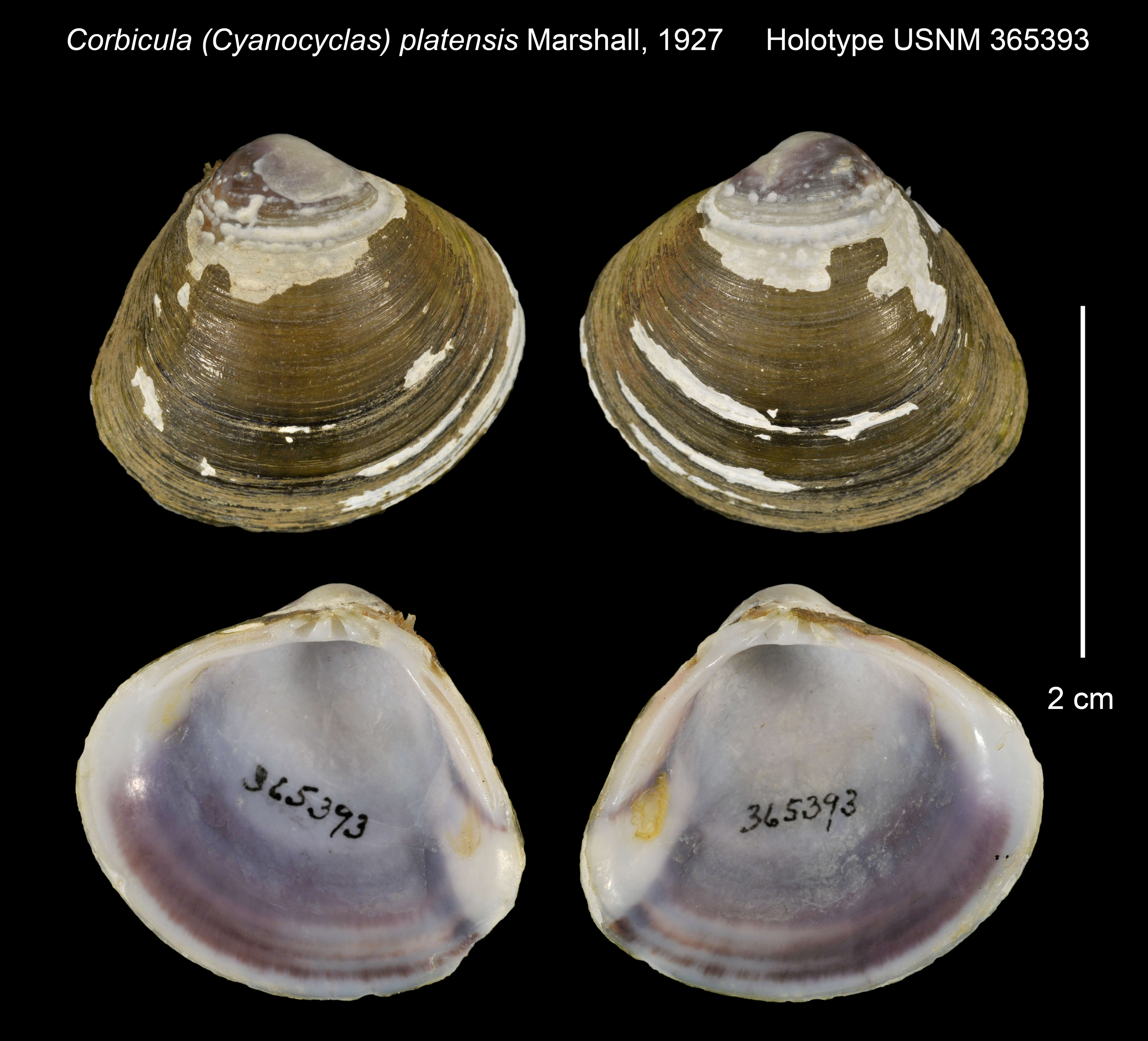 Image of Corbicula (Cyanocyclas) platensis Marshall