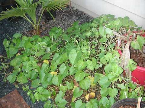 Sivun Ipomoea tuboides Degener & Ooststr. kuva